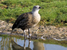 Blue-Winged Goose (WWT Slimbridge March 2012) - pic by Nigel Key